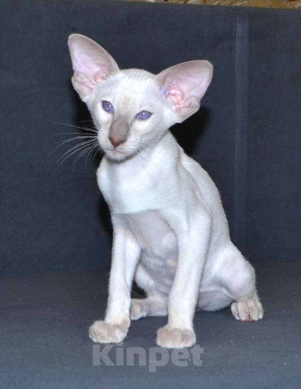 Кошки в Глазове: Хабиб Мальчик, 35 000 руб. - фото 2