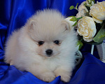 Собаки в Москве: Мальчик померанского шпица Мальчик, 30 000 руб. - фото 1
