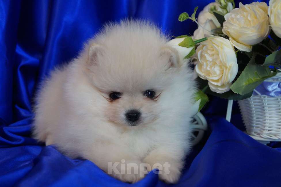 Собаки в Москве: Мальчик померанского шпица Мальчик, 30 000 руб. - фото 1