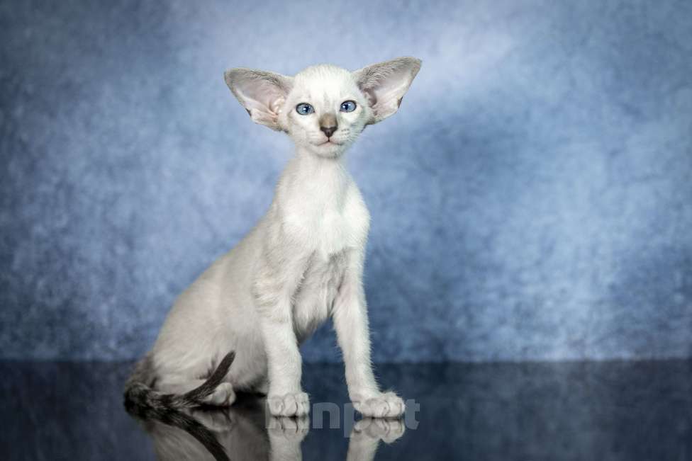 Кошки в Санкт-Петербурге: Сиамские Ориентальные Высокопородные котята Мальчик, 110 000 руб. - фото 6