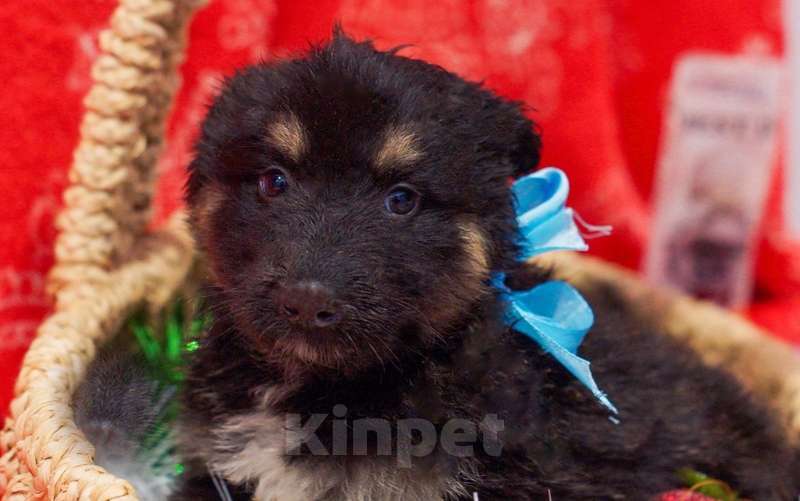 Собаки в Москве: Щенки от мамы бордер-колли в добрые руки Мальчик, 1 руб. - фото 8