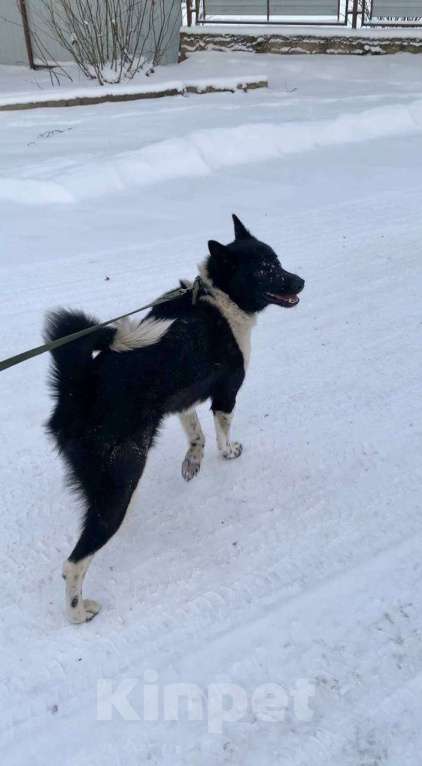 Собаки в Луге: В добрые руки Мальчик, Бесплатно - фото 3