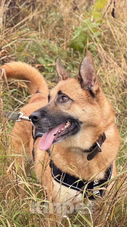 Собаки в Волосовом: Ждет тебя Девочка, Бесплатно - фото 1