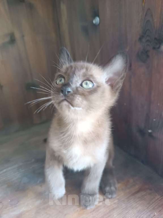 Кошки в Ростове-на-Дону: Котик европейской Бурмы  Мальчик, 70 000 руб. - фото 3