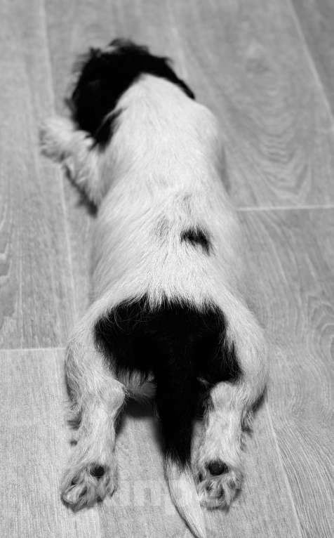 Собаки в Южном-Сахалинске: Щенок Джек-рассел-терьера Мальчик, 60 000 руб. - фото 7