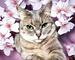 Кошки в Москве: Кошечка Сима Девочка, Бесплатно - фото 1