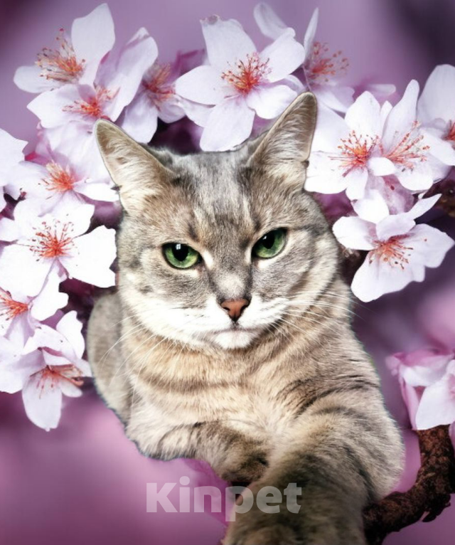 Кошки в Москве: Кошечка Сима Девочка, Бесплатно - фото 1