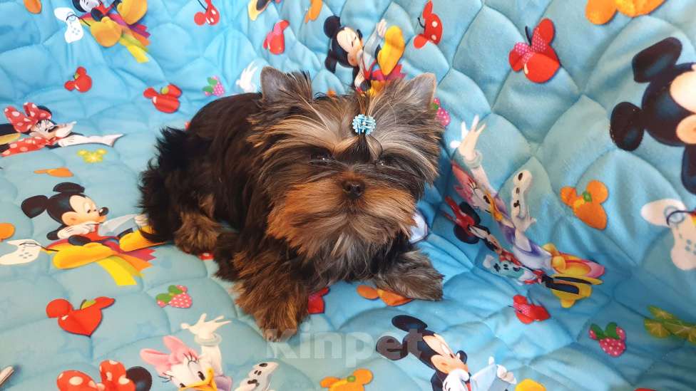 Собаки в Москве: Щенки йоркширского терьера Мальчик, 45 000 руб. - фото 3