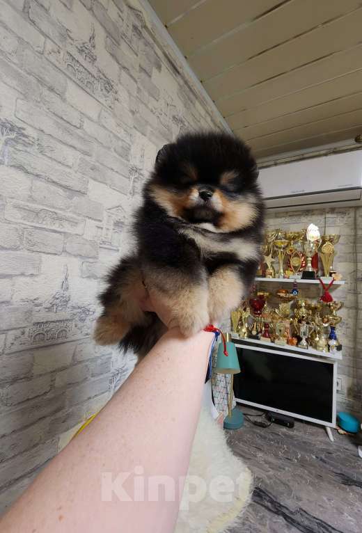 Собаки в Москве: Девочка померанского шпица черно подпалая питомник  РКФ Девочка, Бесплатно - фото 2