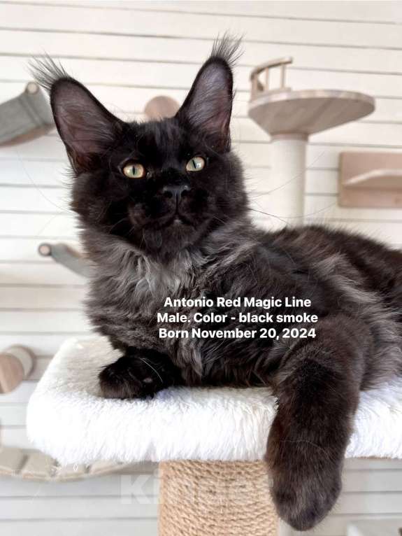 Кошки в Наро-Фоминске: Antonio. Male. MCO ns Born 20.11.2024 Мальчик, 100 000 руб. - фото 2