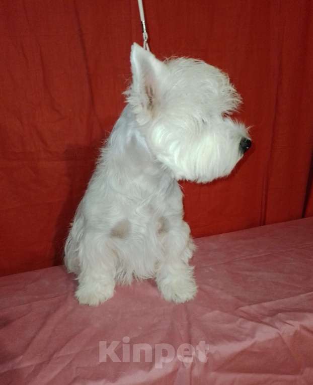 Собаки в Краснодаре: Белоснежное очарование Девочка, 65 000 руб. - фото 4