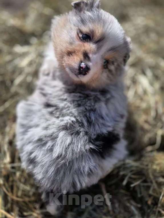 Собаки в других городах Московской области: миниатюрная американская овчарка Девочка, 110 000 руб. - фото 3