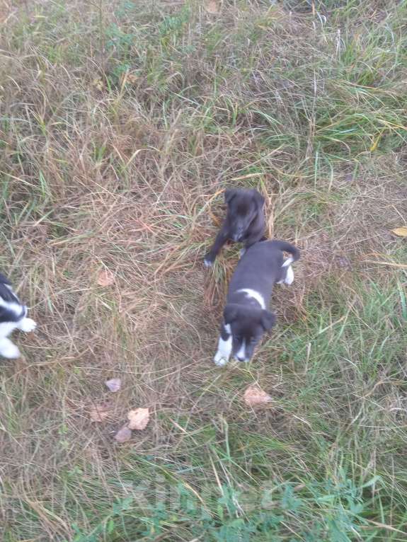 Собаки в Липецке: Очаровательные щенки  Девочка, Бесплатно - фото 4