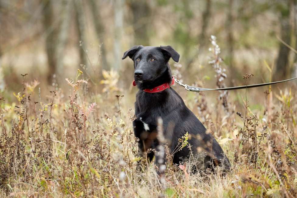 Собаки в Москве: Сладкие ребенок из приюта Девочка, Бесплатно - фото 4