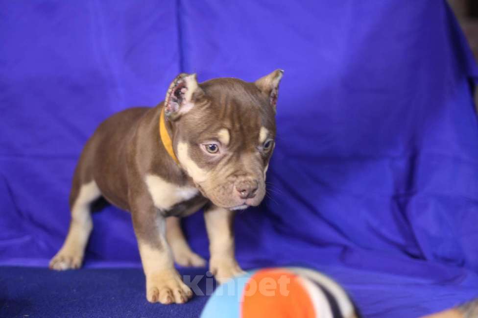 Собаки в Санкт-Петербурге: Щенки американ булли шоколадный триколор Мальчик, 70 000 руб. - фото 4