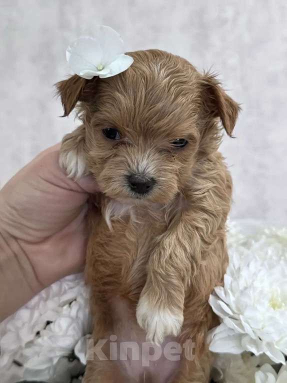 Собаки в Москве: Мальтипу девочка Девочка, 90 000 руб. - фото 3