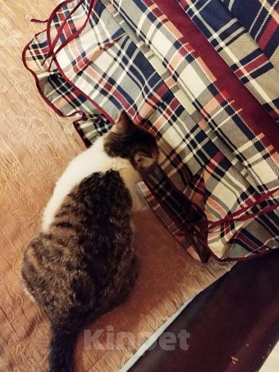 Кошки в Санкт-Петербурге: Девочка котенок Люси Девочка, 50 руб. - фото 6