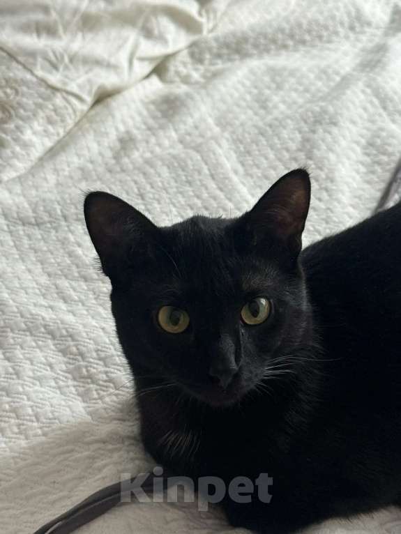 Кошки в Москве: Котик в добрые руки Мальчик, 1 000 руб. - фото 4