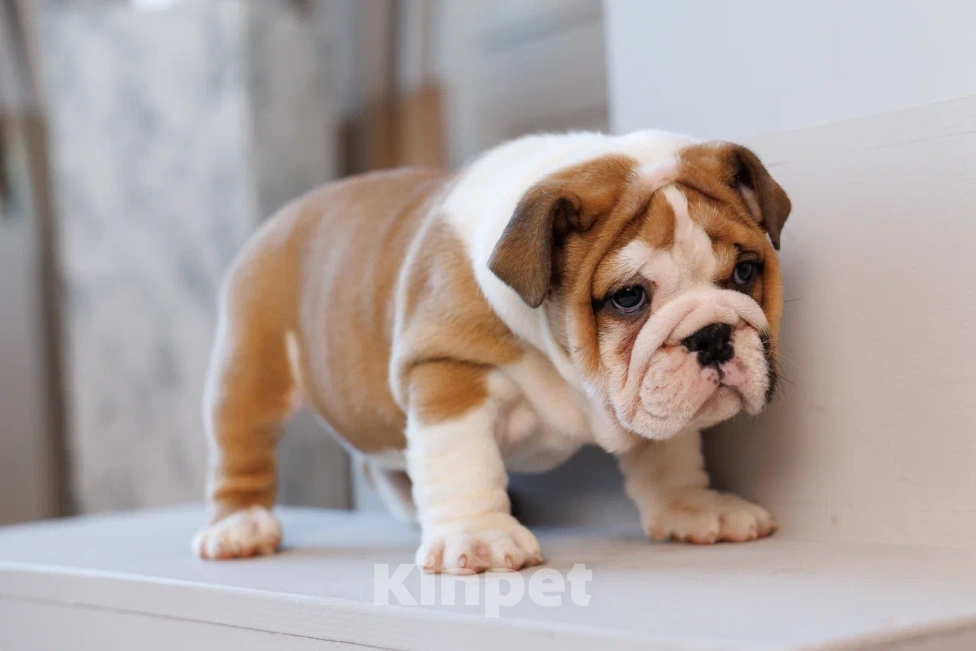 Собаки в Москве: Милое создание Карлуша Девочка, 100 000 руб. - фото 3