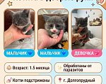 Кошки в Долгопрудном: Котята разнополые Разнополые, Бесплатно - фото 1