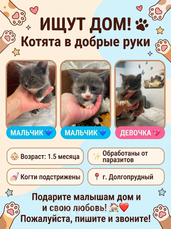 Кошки в Долгопрудном: Котята разнополые Разнополые, Бесплатно - фото 1