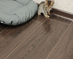 Кошки в Казани: Отдам Бесплатно котенка  Мальчик, Бесплатно - фото 6