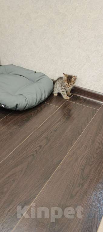 Кошки в Казани: Отдам Бесплатно котенка  Мальчик, Бесплатно - фото 6