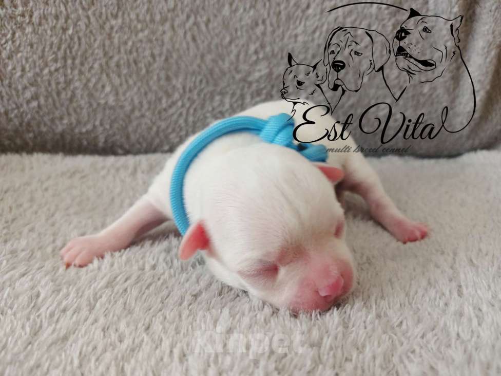 Собаки в Крымске: Щенки чихуахуа Разнополые, 40 000 руб. - фото 1