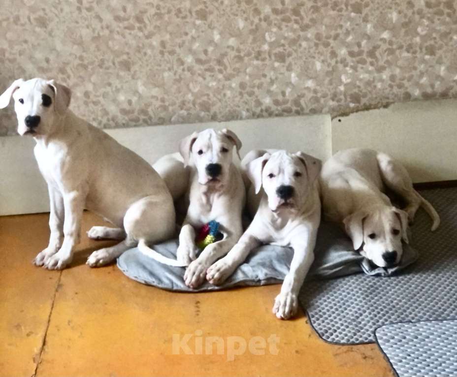 Собаки в Ульяновске: Аргентинский дог Девочка, 40 000 руб. - фото 2