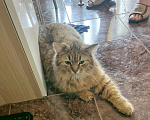Кошки в Санкт-Петербурге: Сибирский кот в добрые руки Мальчик, Бесплатно - фото 3