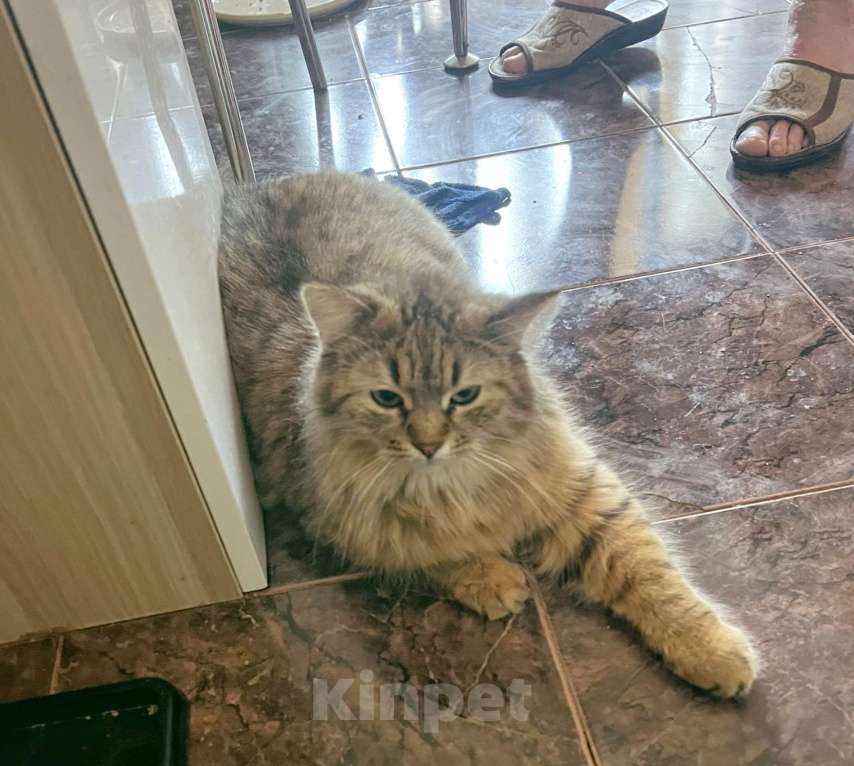 Кошки в Санкт-Петербурге: Сибирский кот в добрые руки Мальчик, Бесплатно - фото 3