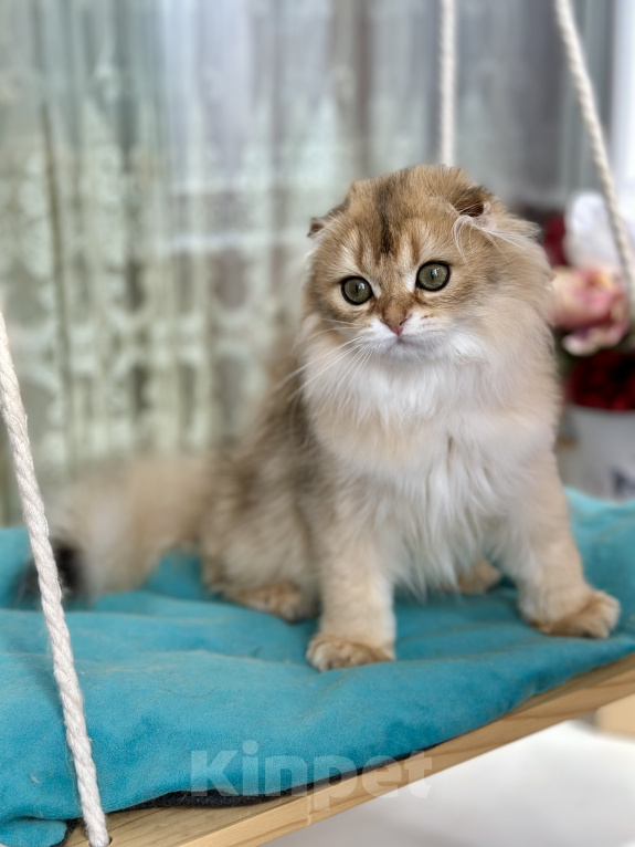 Кошки в Тюмени: Зеленоглазый длинношерстный шотландский лис😊 Мальчик, 25 000 руб. - фото 4