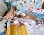 Кошки в Богородицке: Рыжий котенок в добрые руки Мальчик, Бесплатно - фото 9