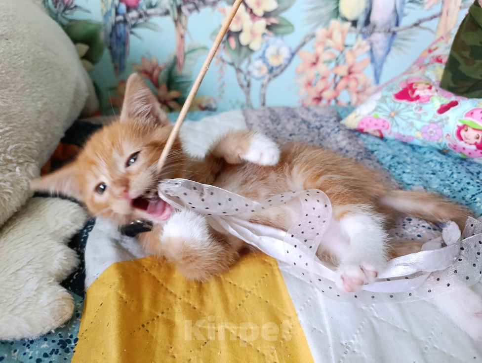 Кошки в Богородицке: Рыжий котенок в добрые руки Мальчик, Бесплатно - фото 9