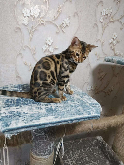 Объявление: Котенок бенгал, Бесплатно, Краснодар