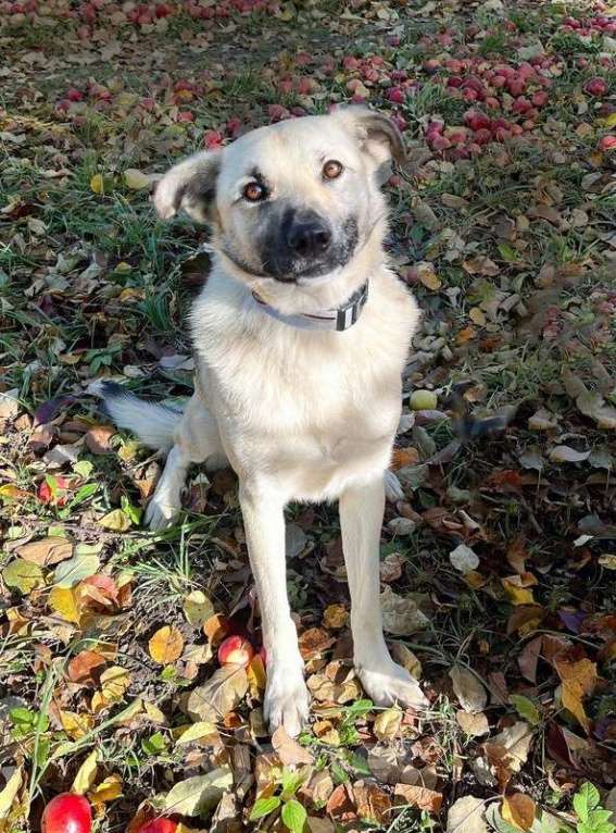 Собаки в Москве: Молодой небольшой чудесный пёсик Люмос в добрые руки Мальчик, Бесплатно - фото 10