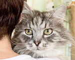 Кошки в Москве: Мраморный пушистый красавец котик Лексус в дар Мальчик, Бесплатно - фото 1