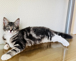 Кошки в Москве: Котенок - девочка в добрые руки Девочка, Бесплатно - фото 1