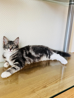 Котенок - девочка в добрые руки
