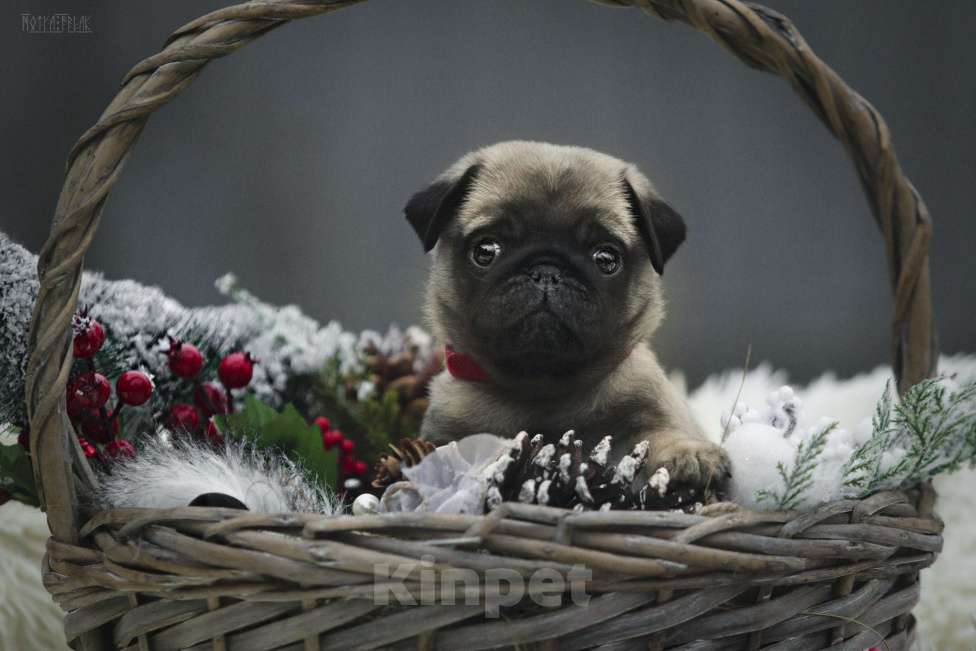 Собаки в других городах Московской области: Щенок мопса от титулованной пары Мальчик, 50 000 руб. - фото 2