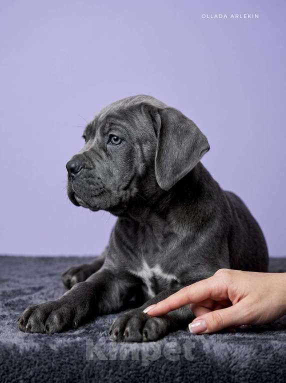 Собаки в Москве: Щенки кане корсо серого и черного окраса. Девочка, 100 000 руб. - фото 4