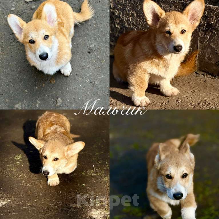 Собаки в Краснодаре: Щенки Вельш-корги Пемброк Мальчик, 40 000 руб. - фото 4