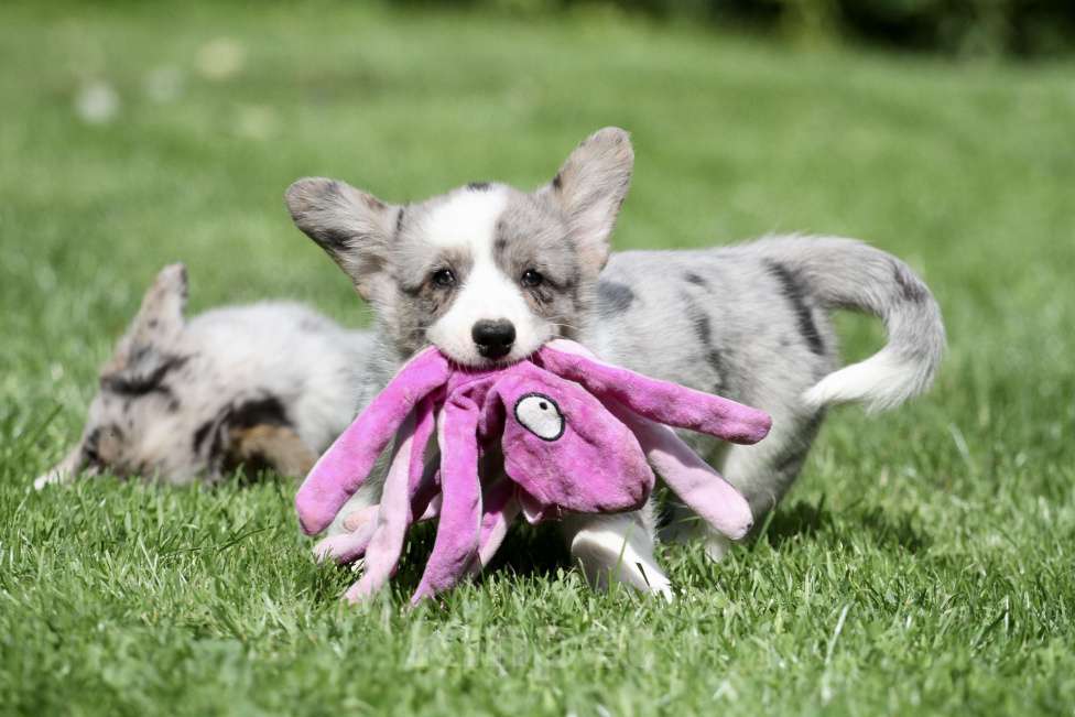 Собаки в Москве: Щенки вельш корги кардиган Мальчик, 80 000 руб. - фото 2