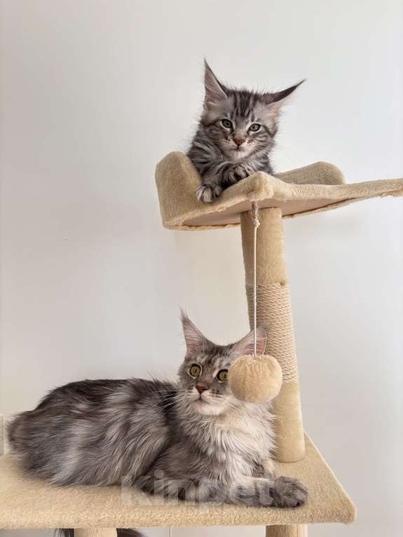 Кошки в Калининграде: Чистокровный котенок Мэйкун / ns22 Мальчик, 45 000 руб. - фото 4