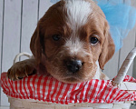 Собаки в Амурске: Продам щенков бретонского эпаньоля, 40 000 руб. - фото 6