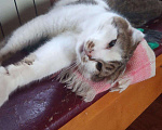 Кошки в Апшеронске: Шустрик в добрые руки, кастрирован, 10 руб. - фото 1