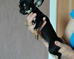 Собаки в Тольятти: щенок чихуахуа Девочка, 40 000 руб. - фото 1