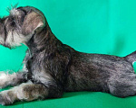 Собаки в Ангарске: Щенок цвергшнауцера Девочка, 35 000 руб. - фото 1