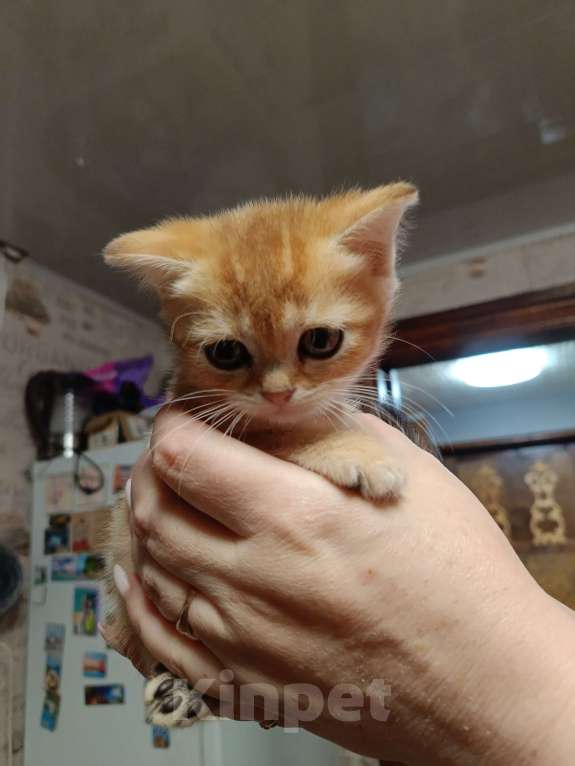 Кошки в Екатеринбурге: Прямоухий мальчик окраса ny11 Мальчик, 15 000 руб. - фото 6