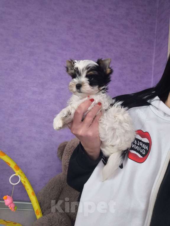 Собаки в Пушкино: Мини мальчик биверенок  Мальчик, 50 000 руб. - фото 5